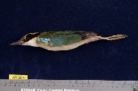 藏品(八色鳥)的圖片